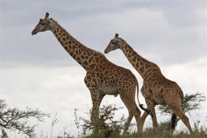 2 giraffes 3