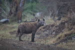 Hyenas are mean looking things
